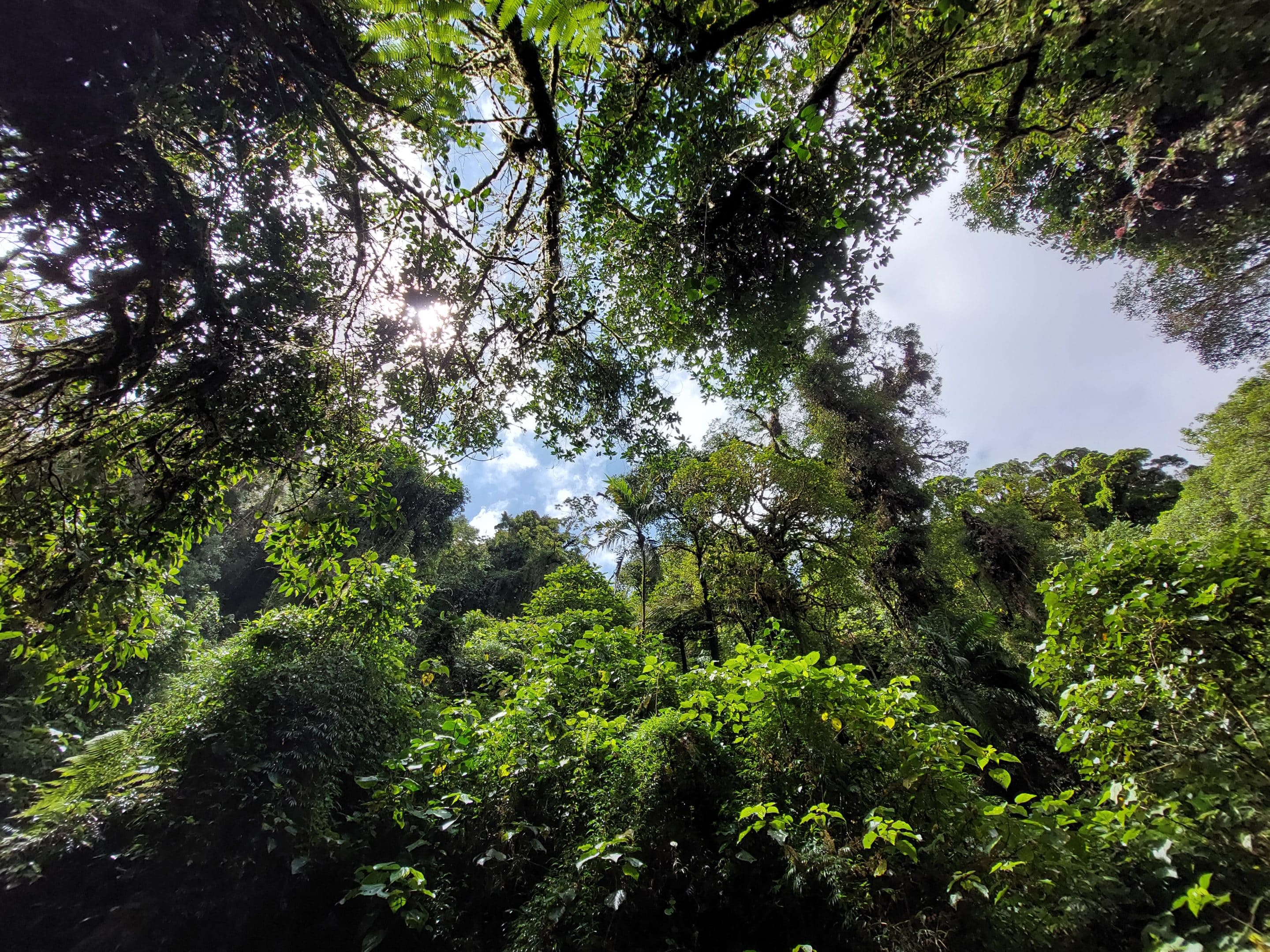 Panama rainforest. Credit: Lorena Cotza Panama rainforest. Credit: Lorena Cotza