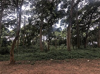 Trees in Kitubulu Central Forest Reserve in Entebbe, Central Uganda Trees in Kitubulu Central Forest Reserve in Entebbe, Central Uganda