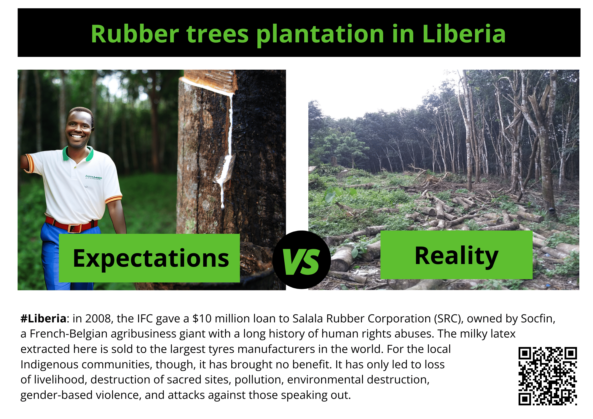 rubber trees plantation in Liberia rubber trees plantation in Liberia